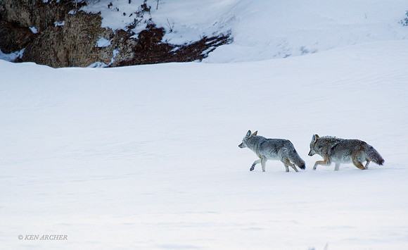 CEWR00574 - Coyote