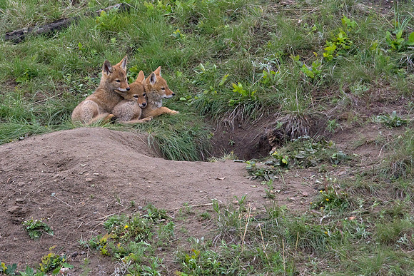 Coyote Den Site - CE00327