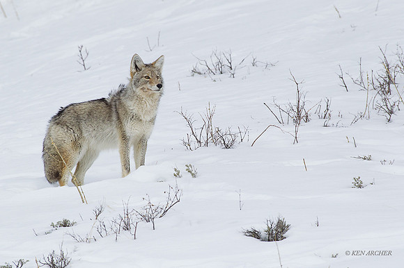CEWR01149 - Coyote