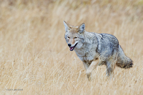 Coyote - CEF00143
