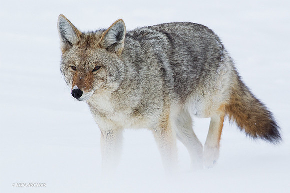 Coyote in Winter - CEFW00147