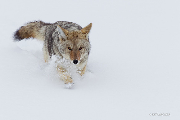 Coyote in Snow - CEWR00090