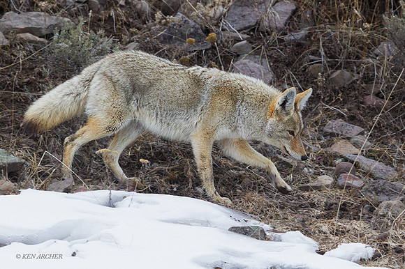 CEWR00680 - Coyote