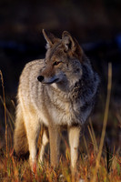 CE435924-Coyote