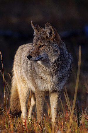 CE435924-Coyote