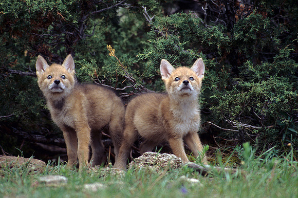 Coyote Pups - CE010731