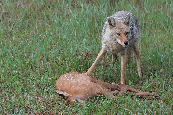 Coyote with Elk Calf - CE00137