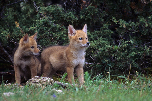 CE010908-Coyote-Pups