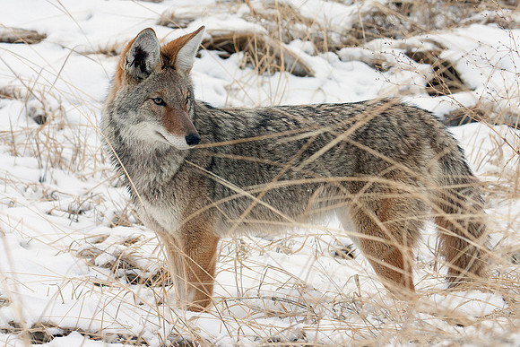CEF00051-Coyote