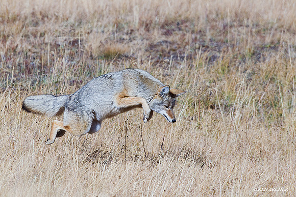 CEF00259 Coyote