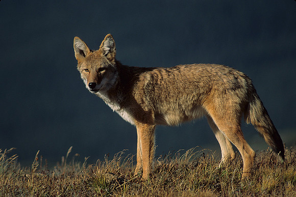 Coyote - CE435161