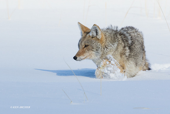 CEWR01832 - Coyote