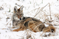 Coyote