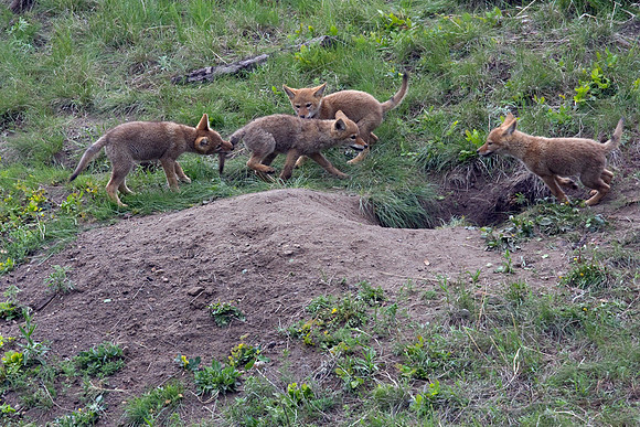CE00428-Coyote-Den