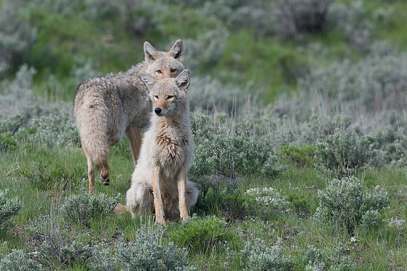 Coyote Pair - CE00110