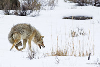 Coyote Snarling - CEWR00232