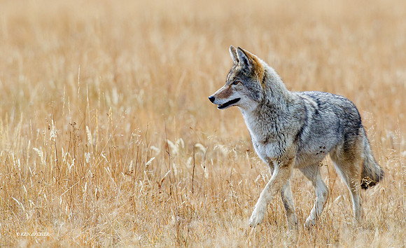 CEF0059 Coyote