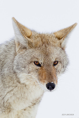 CEWR00117 Coyote
