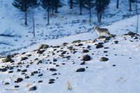 Coyote - CEWR00322