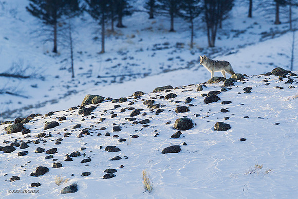 Coyote - CEWR00322