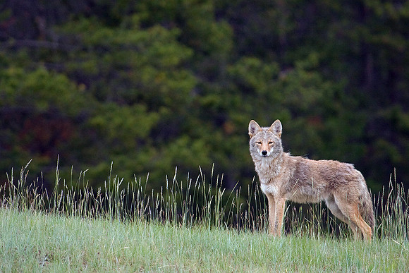 CE00027-Coyote,-late-spring