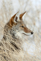 Coyote - CEF00058