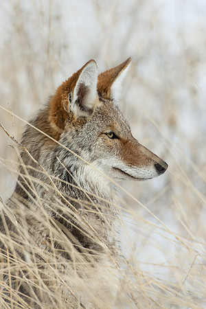 Coyote - CEF00058
