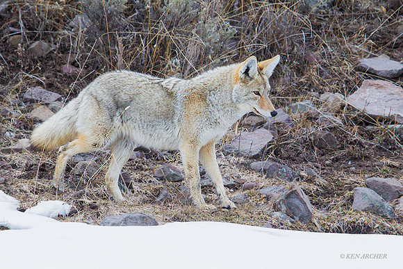 CEWR00682 Coyote