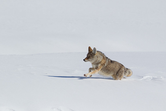 CEWR00039 Coyote