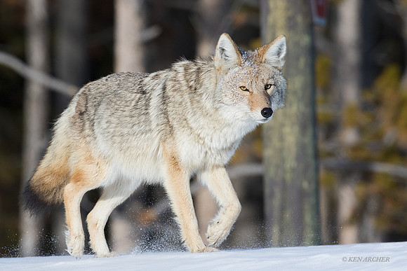 CEWR00607 - Coyote