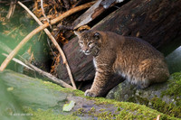 BC00009 - Bobcat