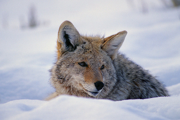 CE020122-Coyote,-winter-rest-(sharpened)