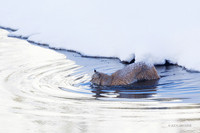 BCWR00285 - Bobcat