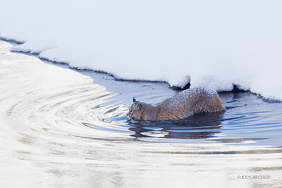 BCWR00285 - Bobcat