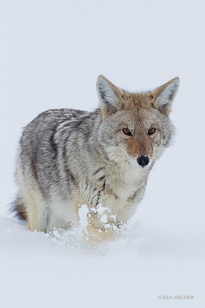 CEWR00112 Coyote