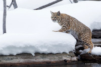 BCWR00009 - Bobcat