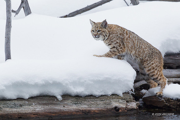 BCWR00009 - Bobcat