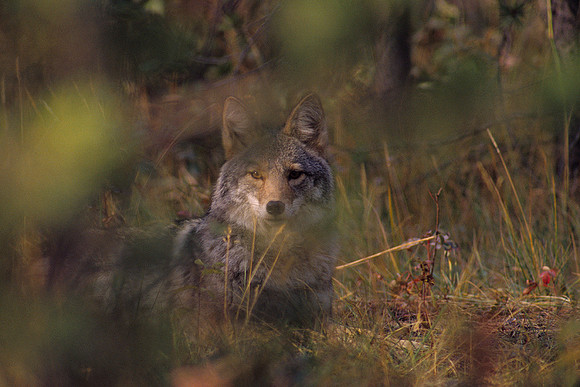 CE030122-Coyote