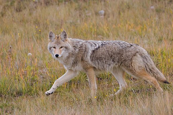 CEf00019-Coyote