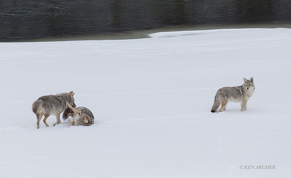CEWR01628 - Coyote
