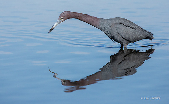 SDLB00003 - Little Blue Heron