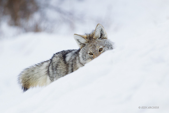 CEWR00690 - Coyote