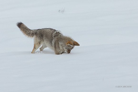 CEWR01989 - Coyote Mousing