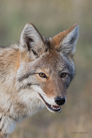 CEF00387 - Coyote