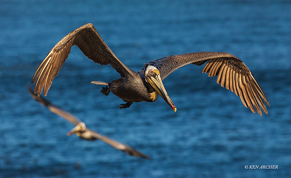 SDBP00503 - Brown Pelican