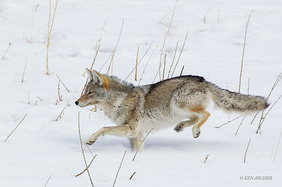 CEWR01079 - Coyote