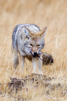 CEF00087 Coyote