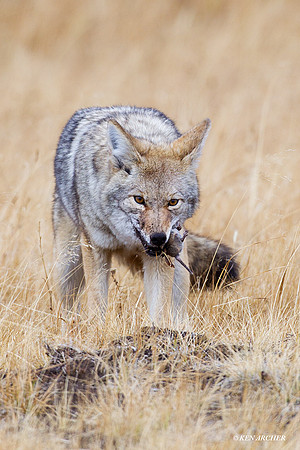 CEF00087 Coyote
