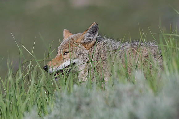 CE00228-Coyote