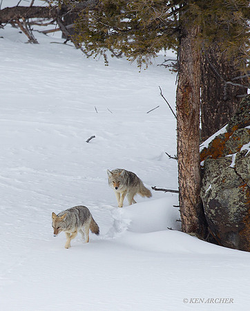 CEWR00133 Coyote
